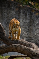tiger on brown wooden log