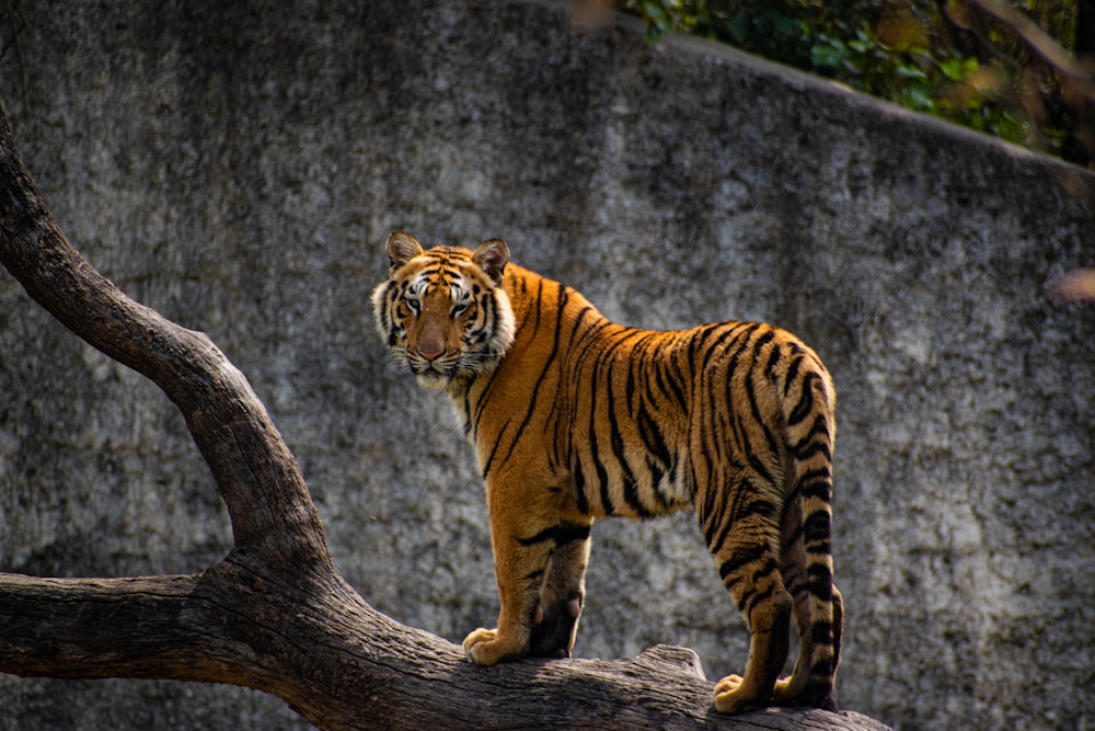 brown and black tiger on brown tree trunk