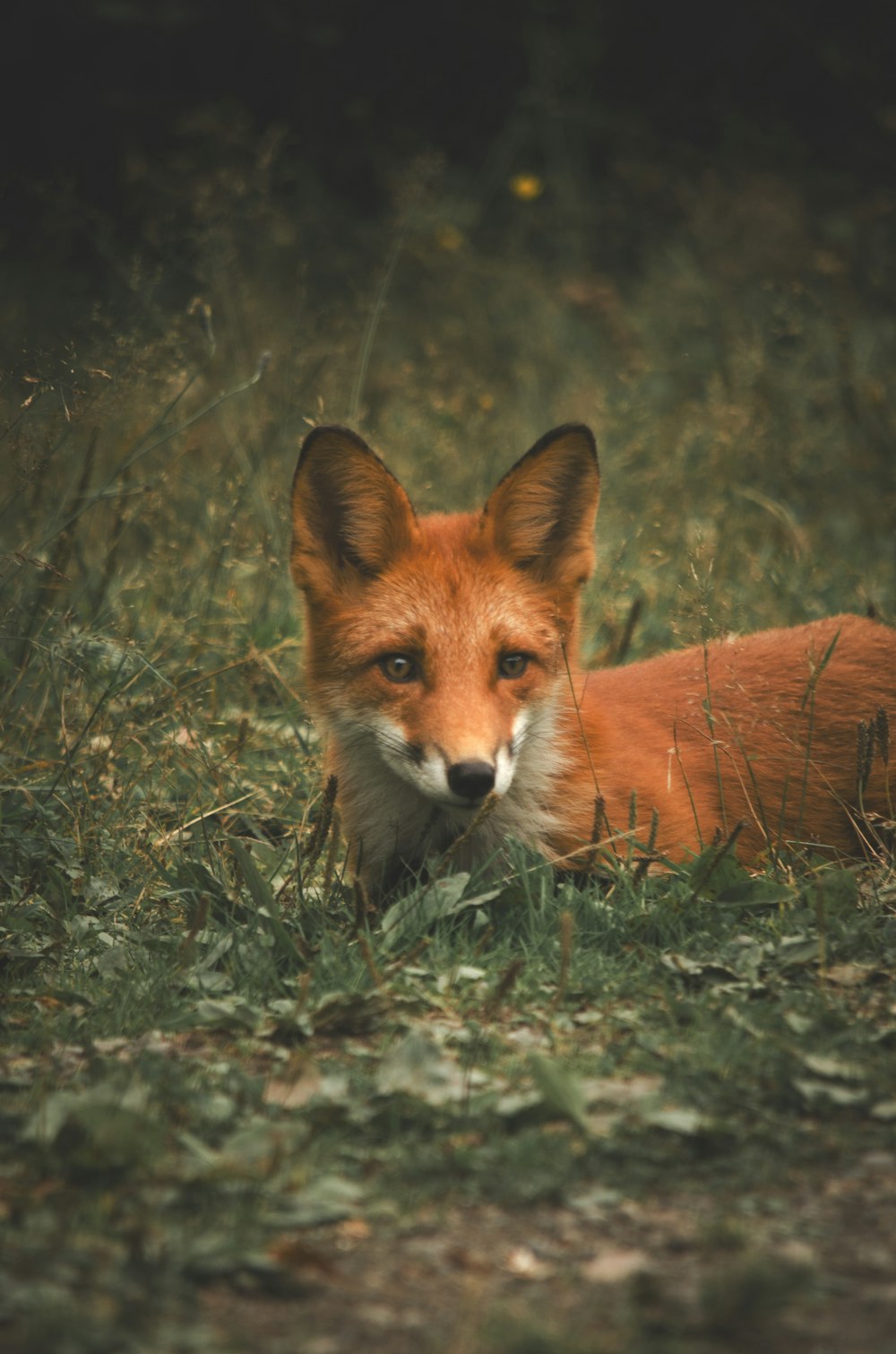 brown fox on green grass during daytime