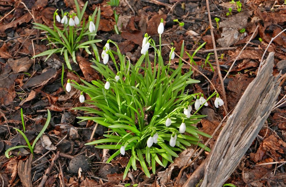 white and green plant on brown dried leaves