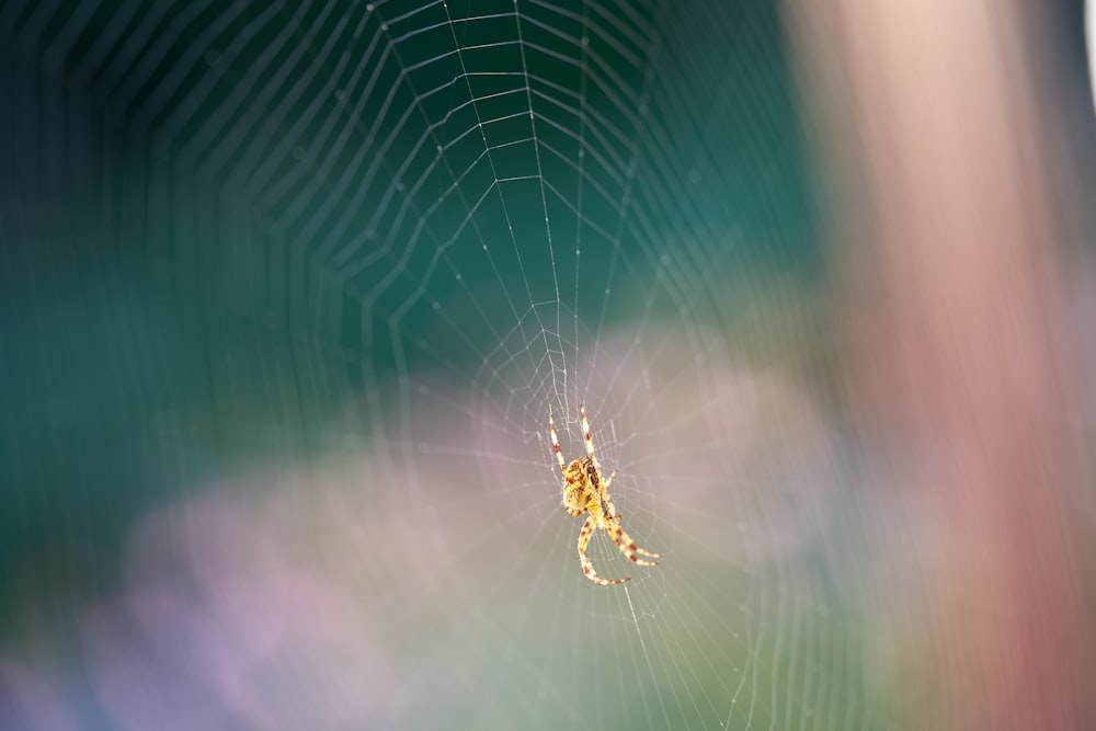 brown spider on spider web in close up photography