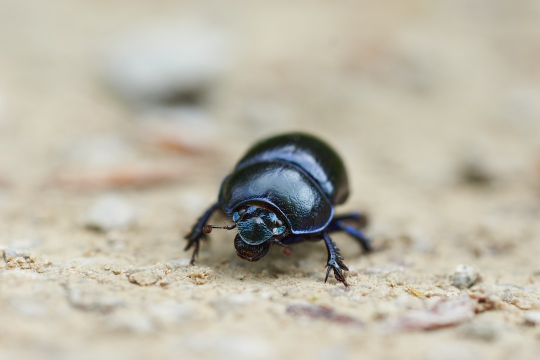 black beetle on brown ground in close up photography during daytime