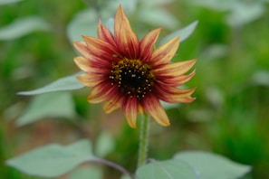 An intimate close-up watercolor of a single vibrant sunflower with rich yellow and orange shades.