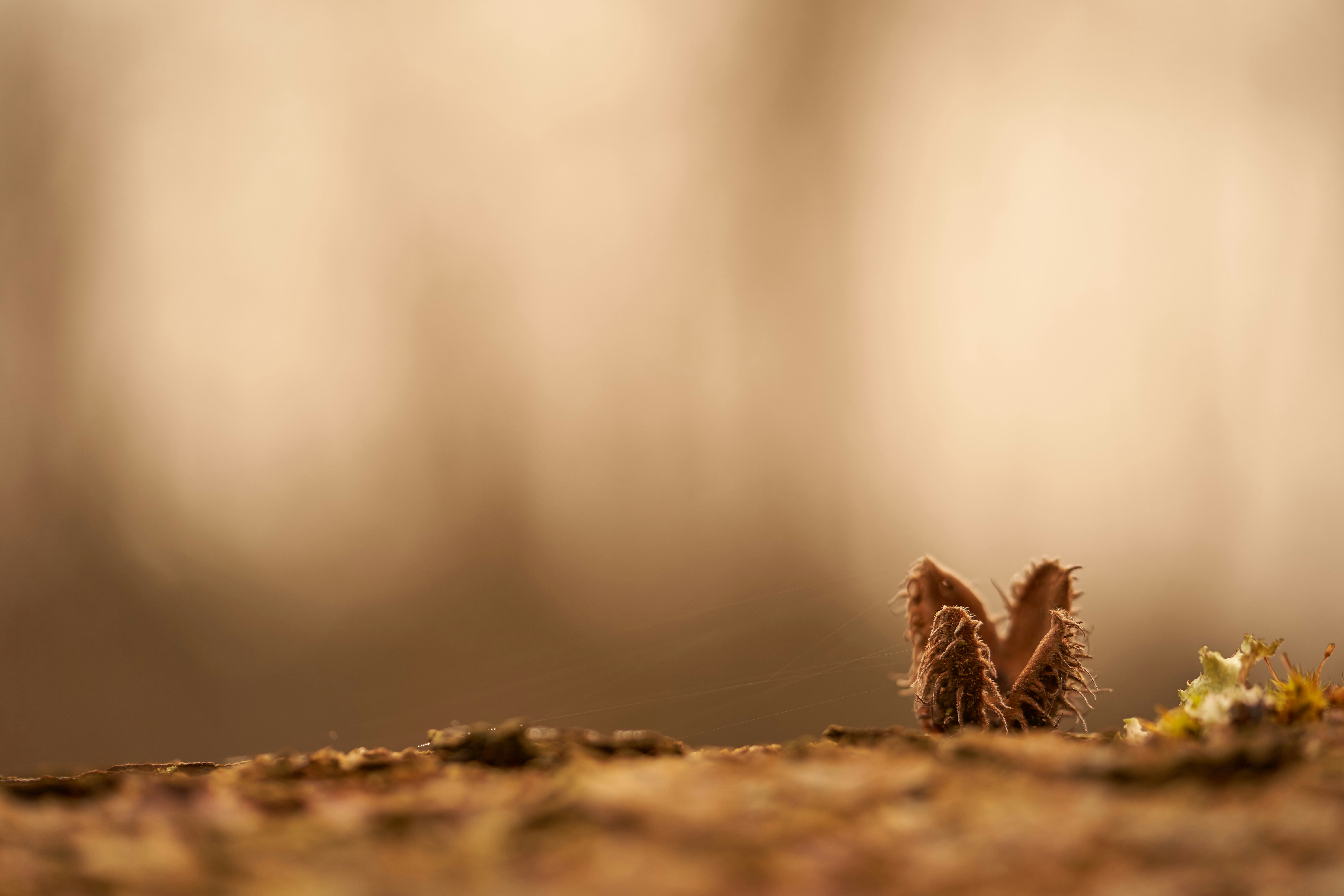 Photo by wolfgang_hasselmann