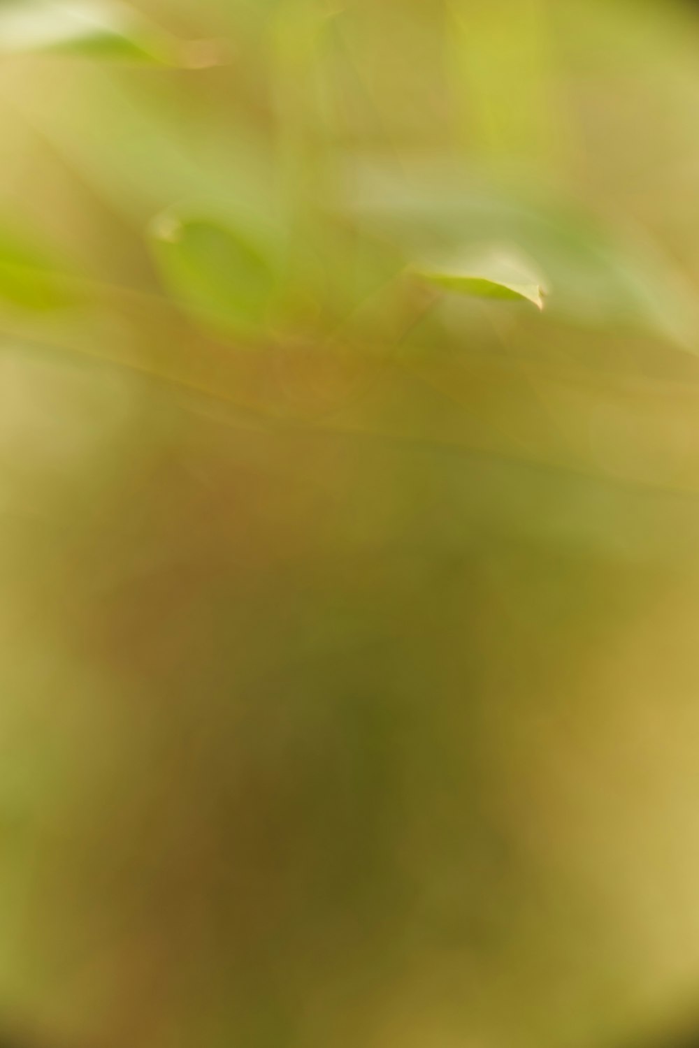 green leaf plant in close up photography