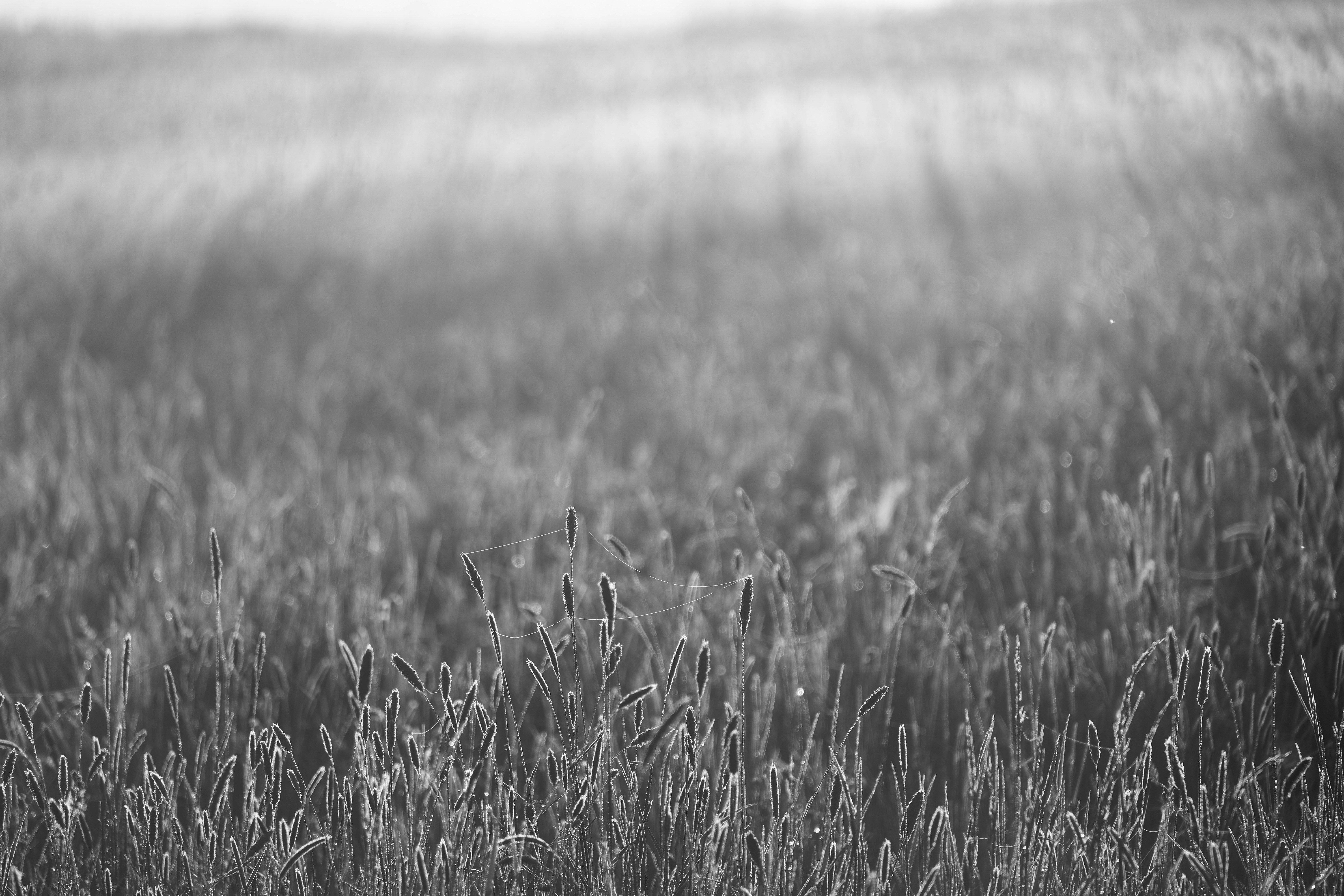 Succession Thinking: Planning Projects That Evolve Toward Abundance