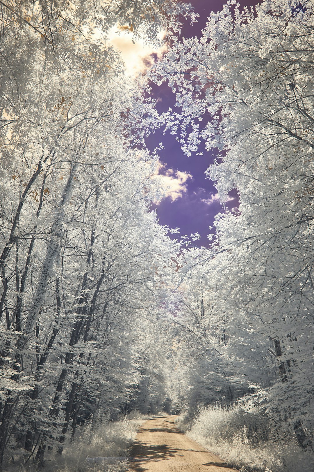 white and purple trees under blue sky