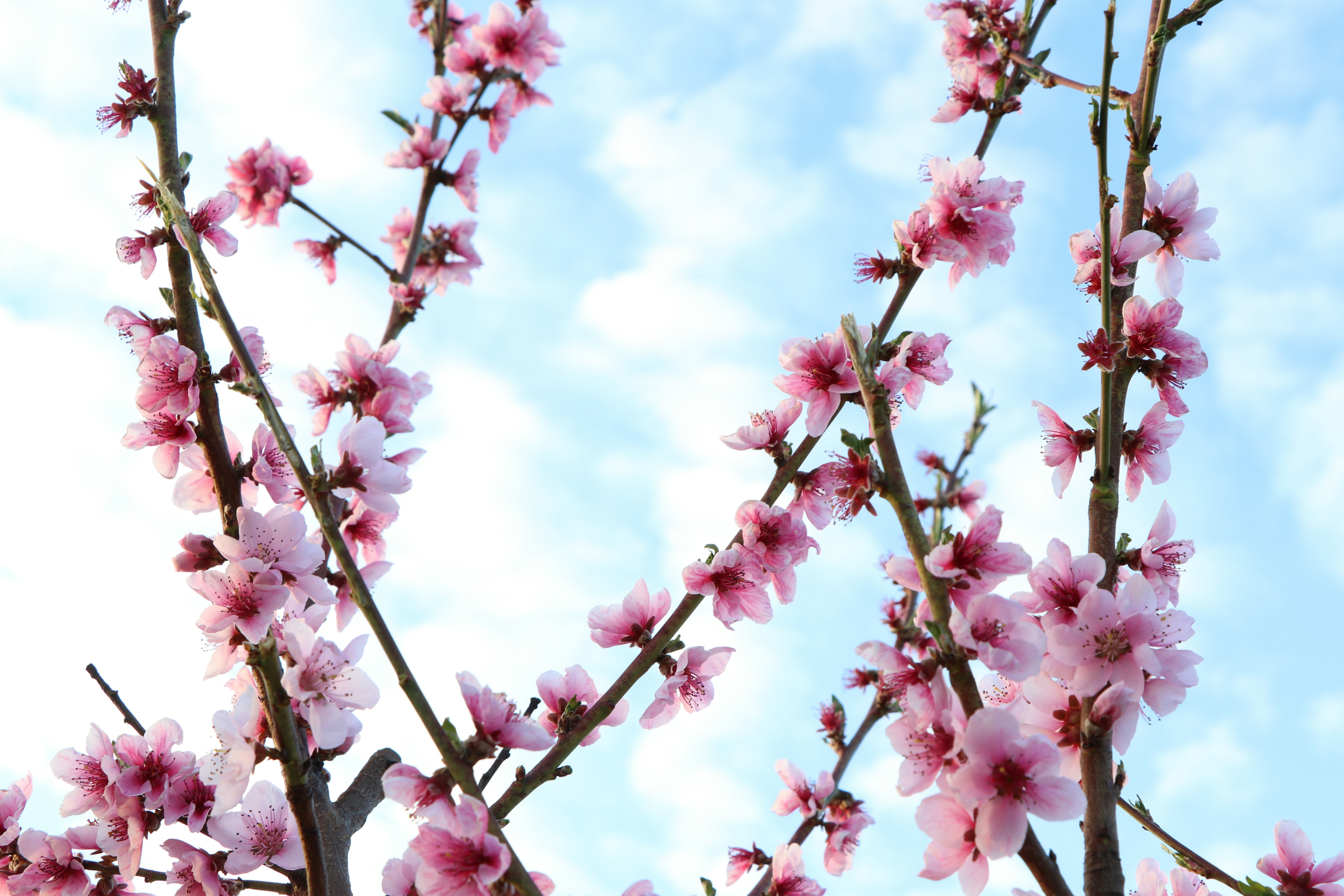 pink cherry blossom under blue sky during daytime