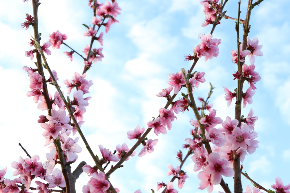 pink cherry blossom under blue sky during daytime