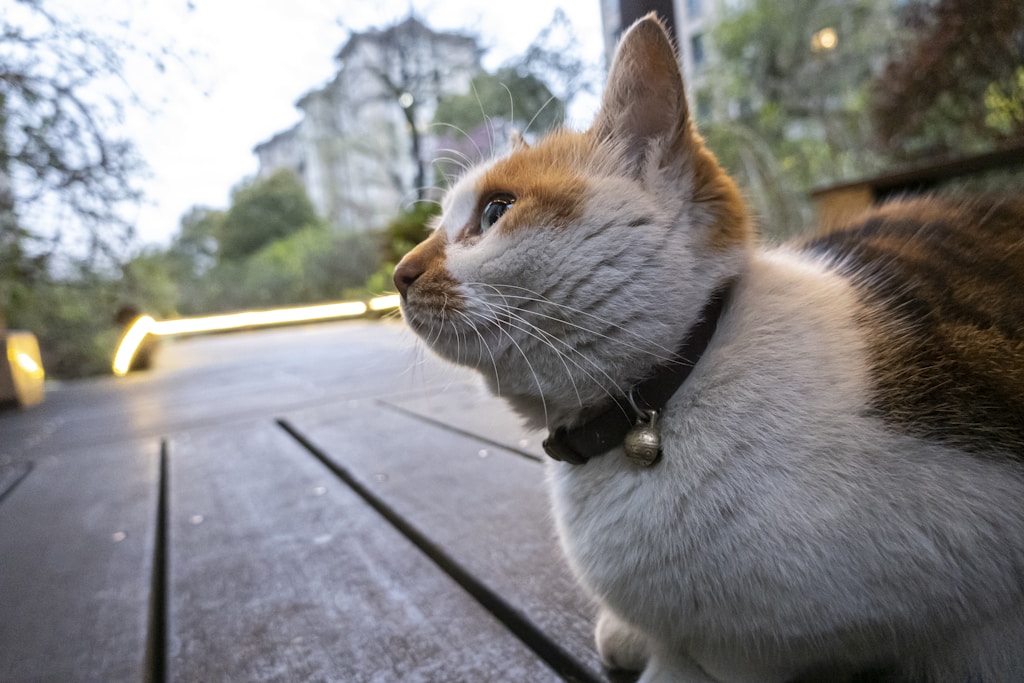 Stylish Cat Collar