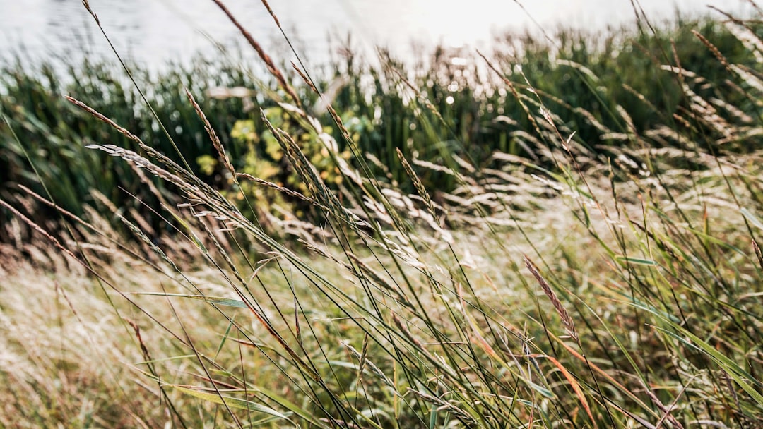 green grass field during daytime