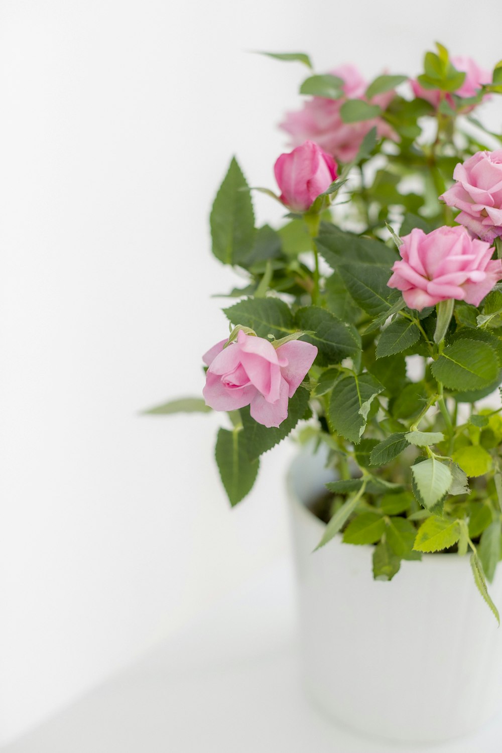 pink and white flowers in white ceramic vase