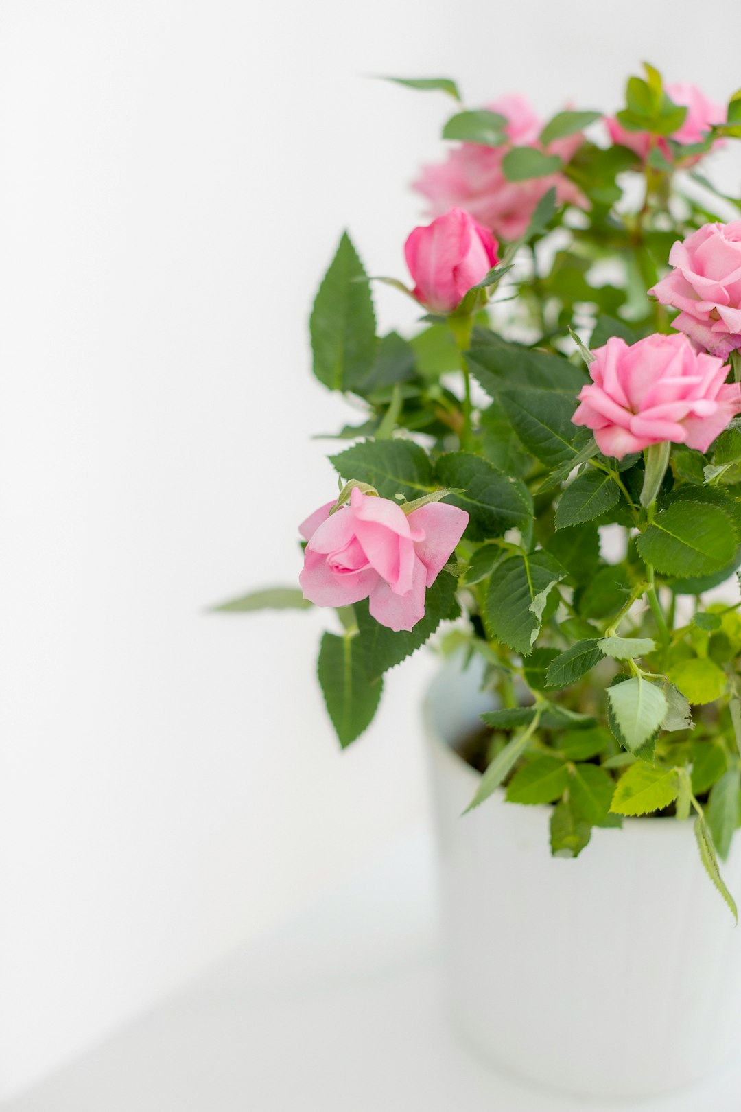 pink and white flowers in white ceramic vase