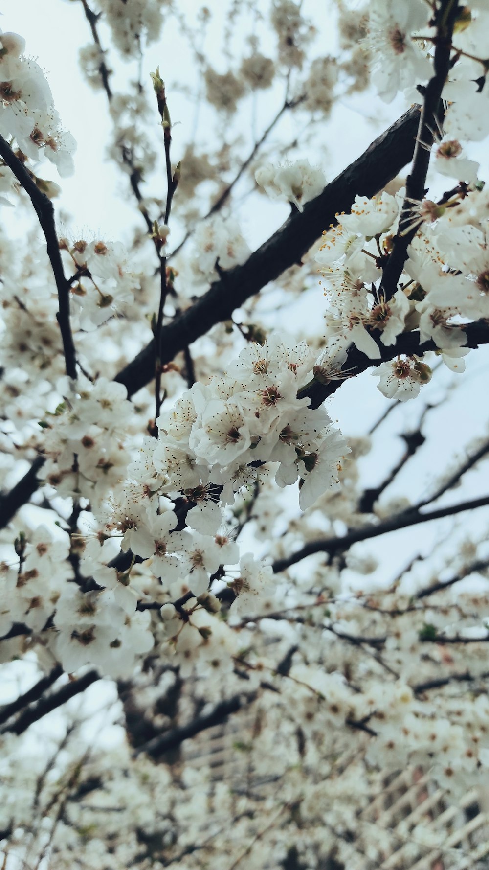 white cherry blossom tree during daytime