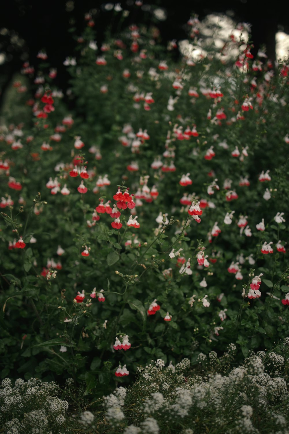 red flowers with green leaves