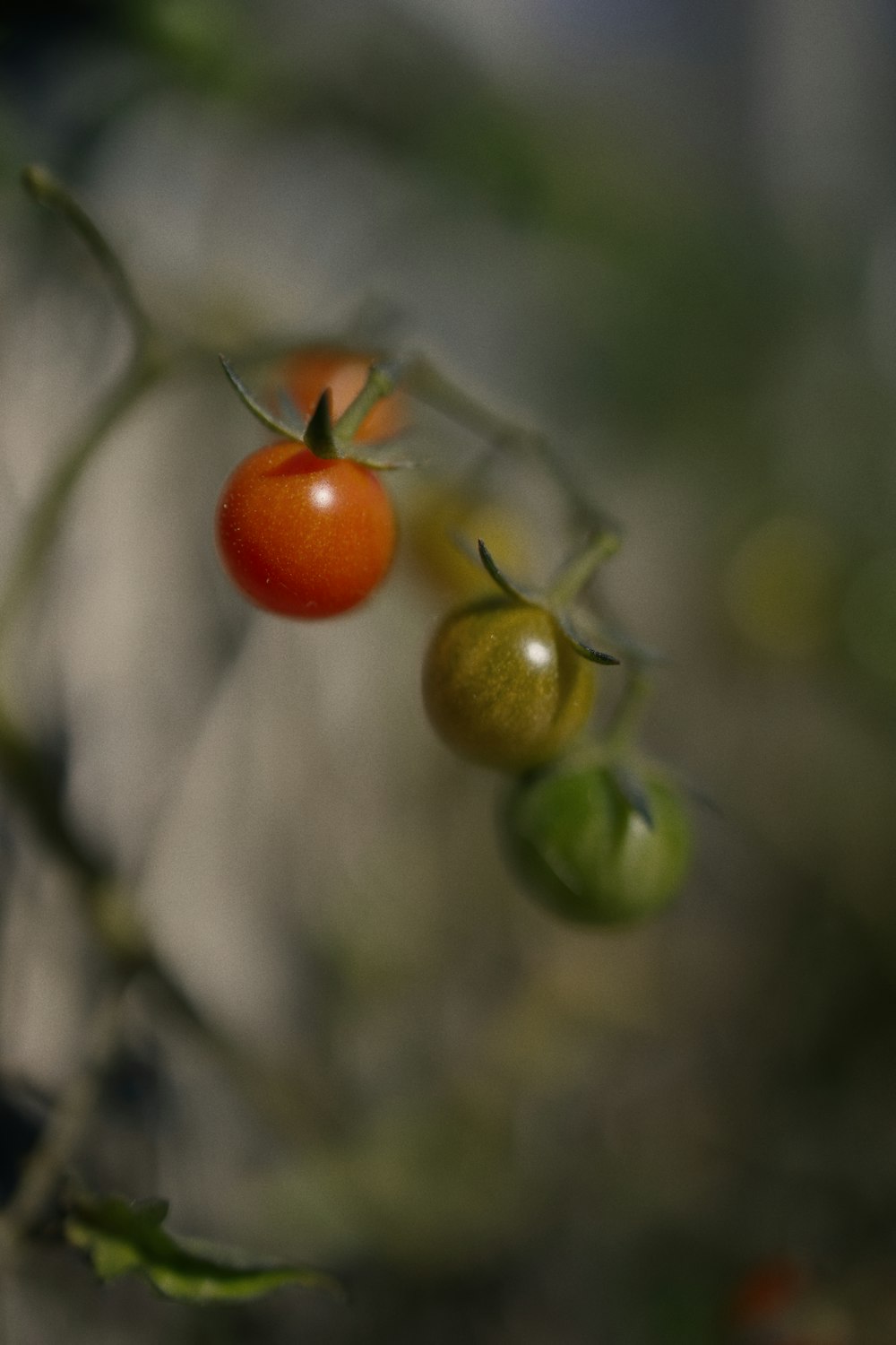 green and red round fruits
