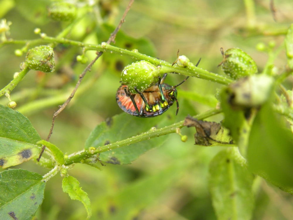 black and orange striped bug on green leaf