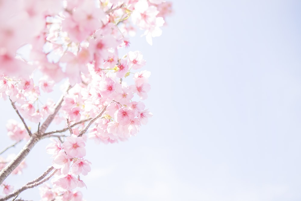 pink cherry blossom in close up photography