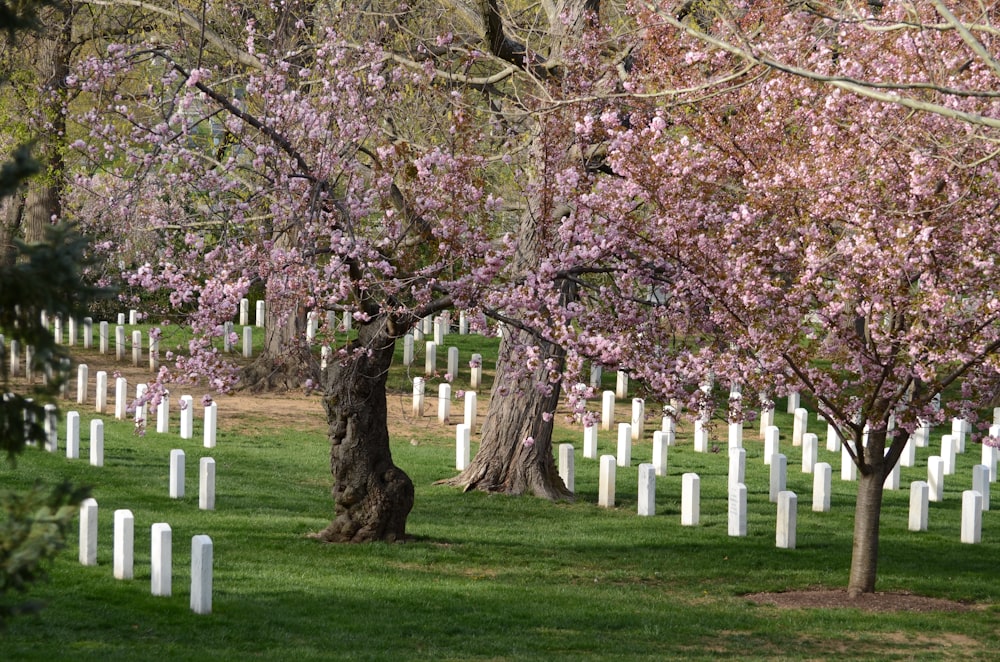 white cherry blossom tree on green grass field during daytime