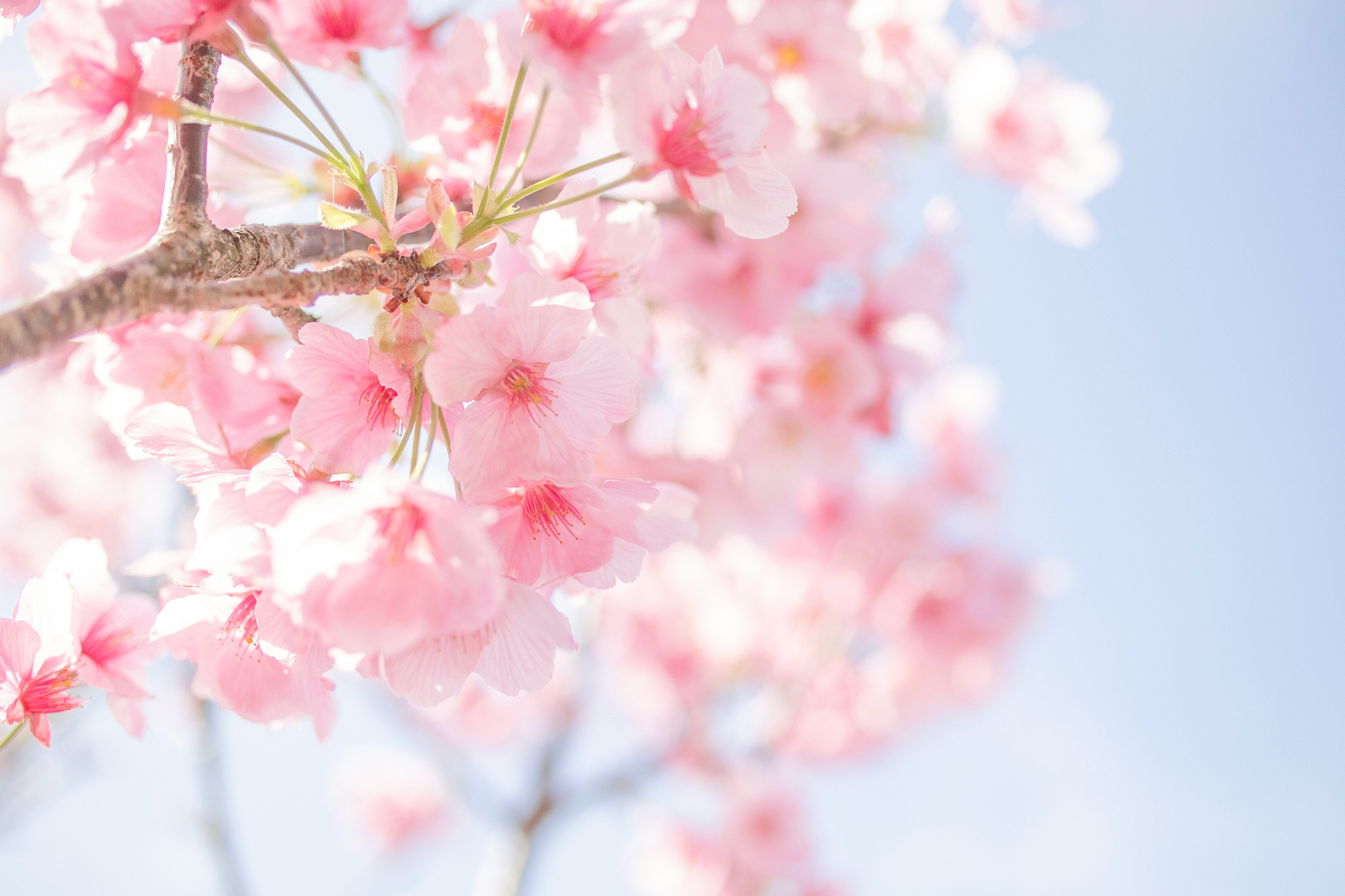 pink and white cherry blossom