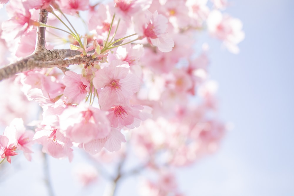 pink and white cherry blossom