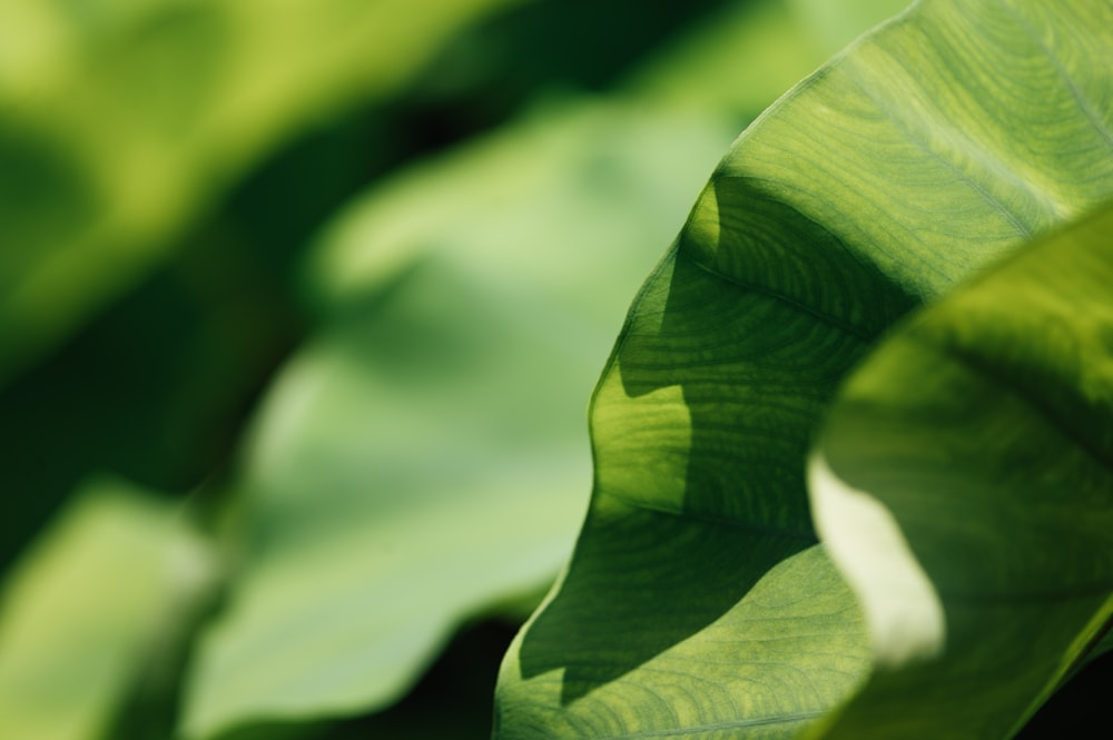 green leaf in macro lens