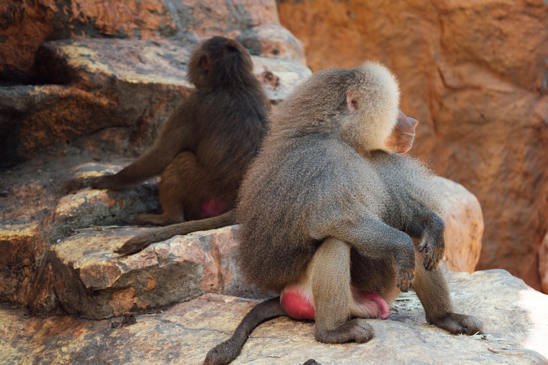 three brown monkeys on brown rock during daytime