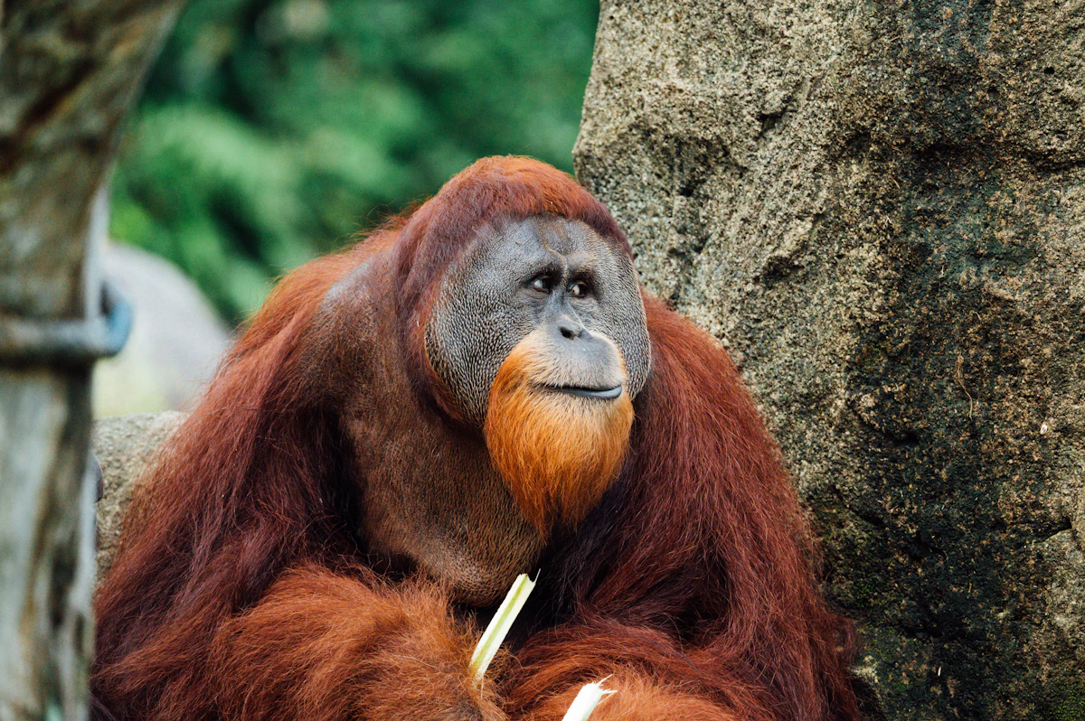 Camp Leakey Orangutan Feeding & Sekonyer Riverboat Klotok Safari (3D2N)