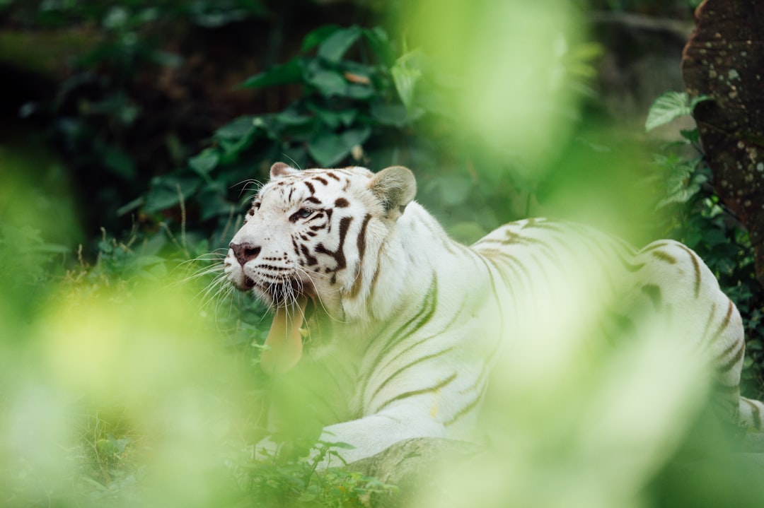 white tiger lying on ground during daytime