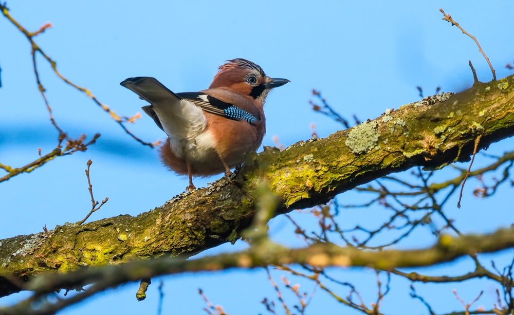 brown and black bird on tree branch during daytime