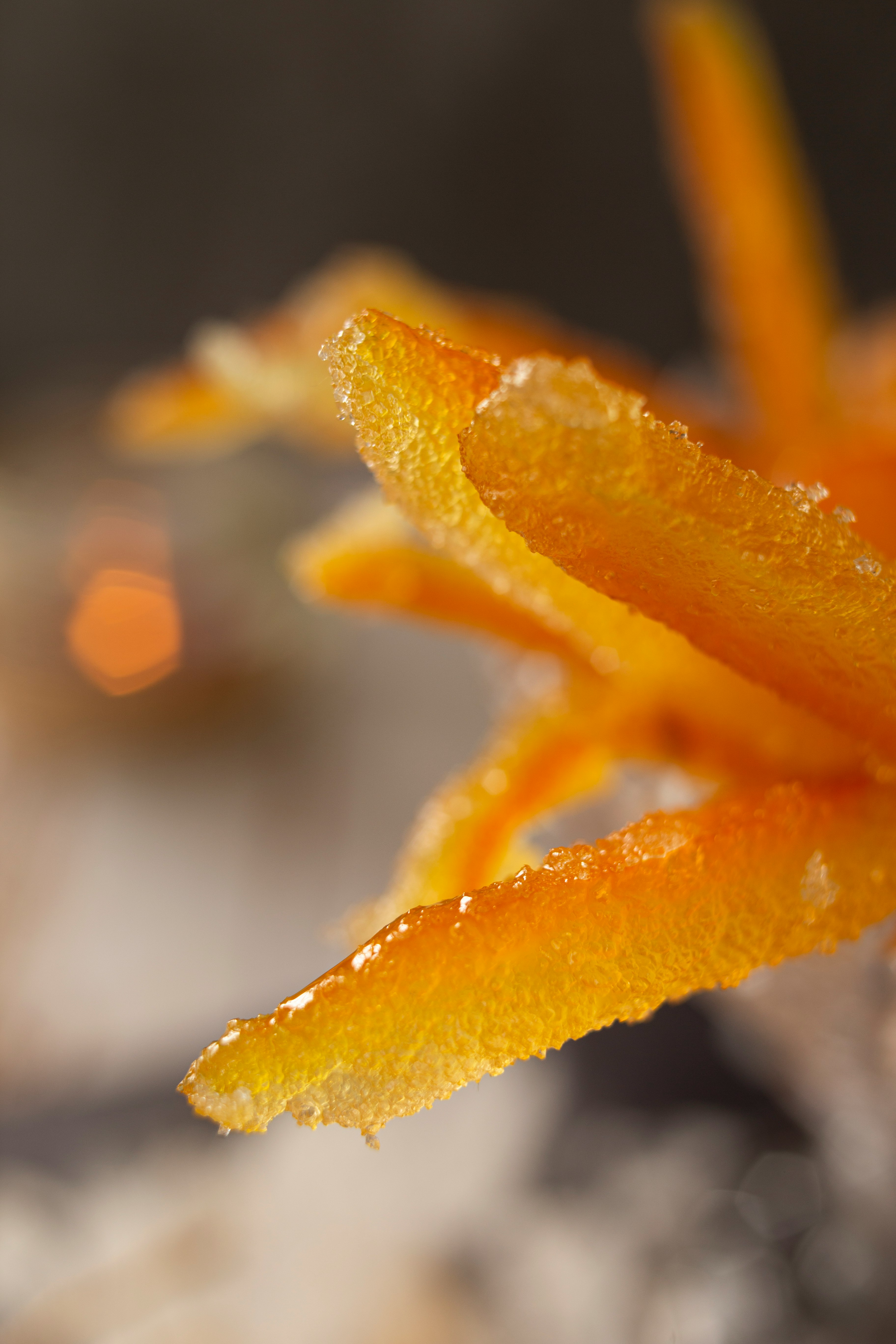 yellow flower with water droplets