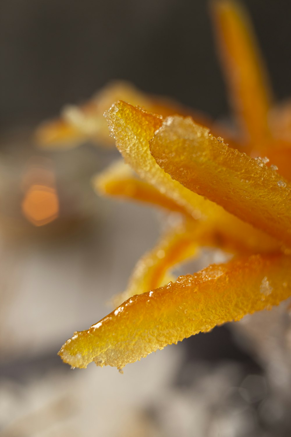 yellow flower with water droplets