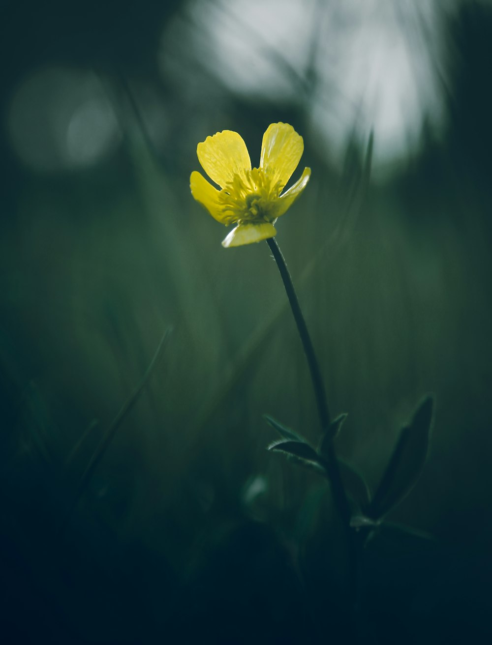 yellow flower in tilt shift lens