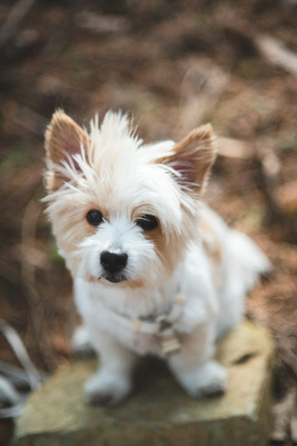 white long coat small dog