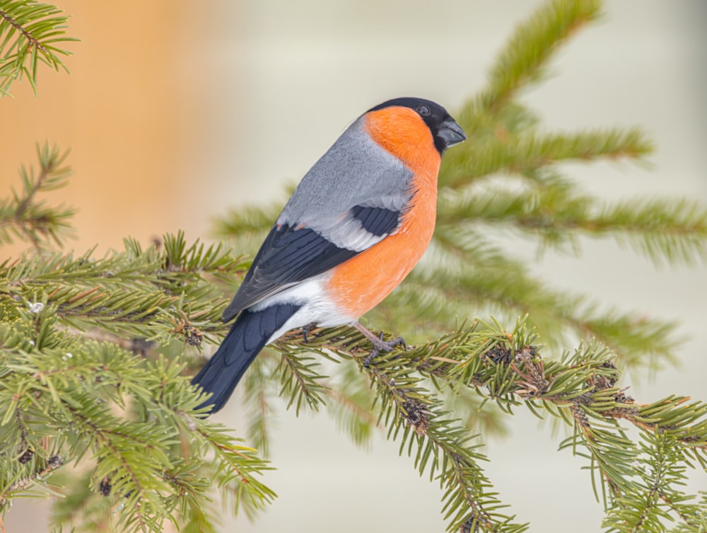 orange and blue bird on tree branch