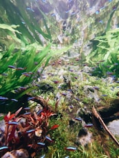 green and purple plant on water