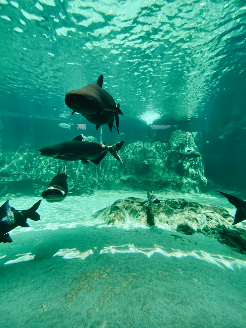 black and white fish in water