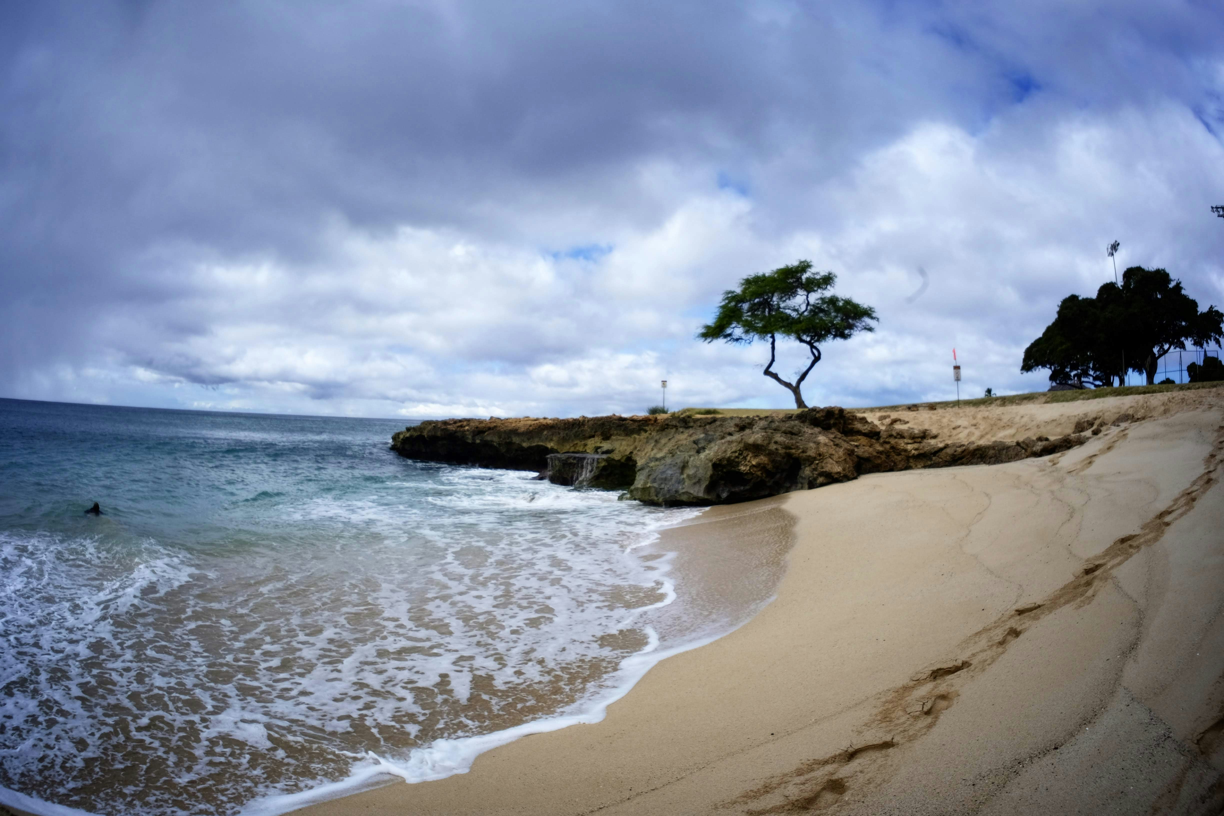 Albero marrone e verde sulla spiaggia di sabbia marrone durante il giorno