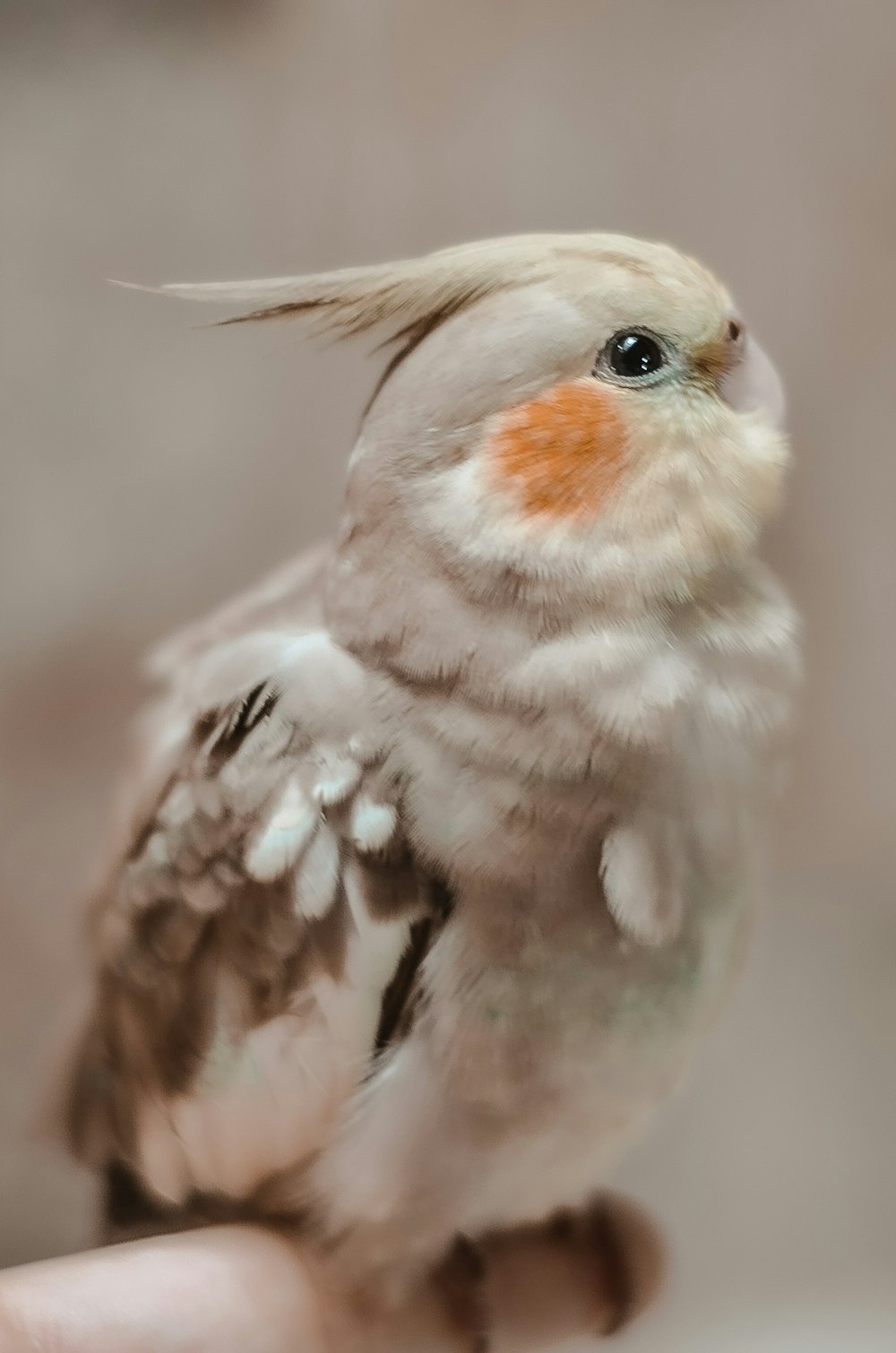 white and brown bird in close up photography