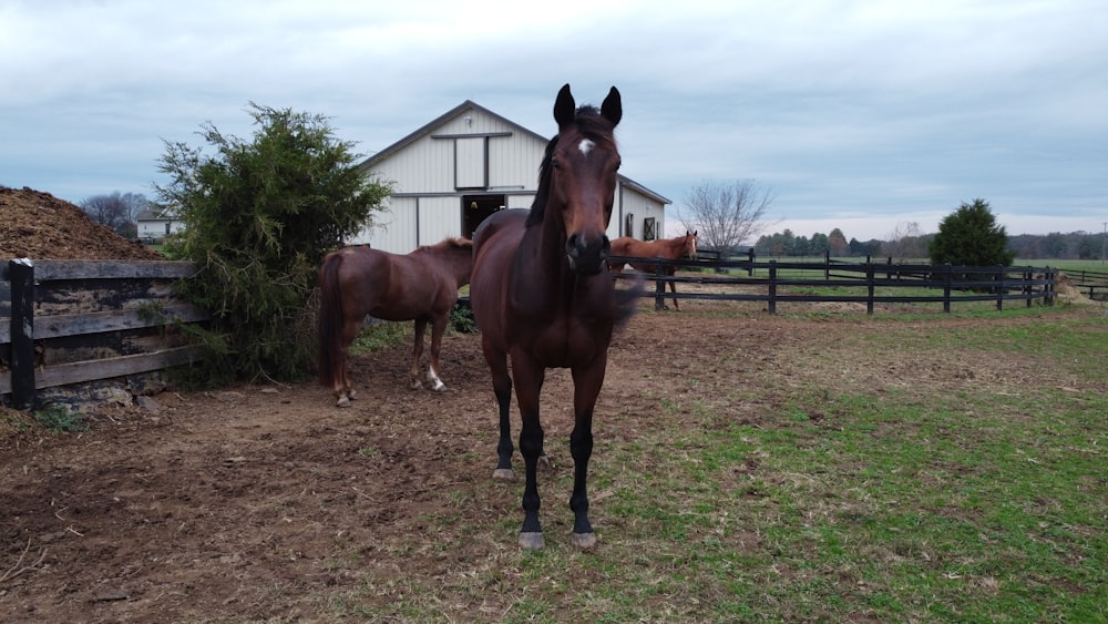 cheval brun sur un champ d’herbe verte pendant la journée