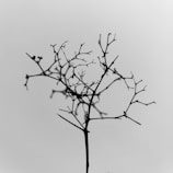 black leafless tree under white sky