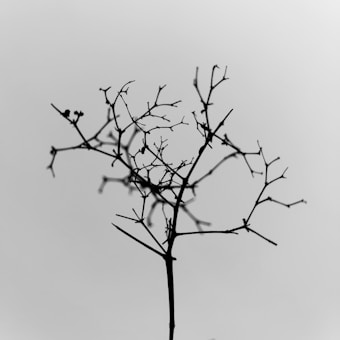 A minimalistic image featuring a single, leafless tree branch with intricate and delicate twigs against a plain, light gray background. The branch is silhouetted, creating a stark, black contrast with the soft background.