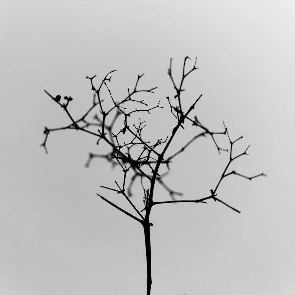 하얀 하늘 아래 검은 잎이없는 나무