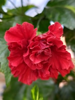 A close-up of vibrant hibiscus flowers with a backdrop of lush green foliage.
