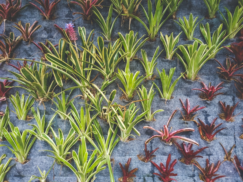 green and red plant leaves