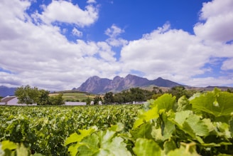 A beautiful vineyard landscape in Jacutinga, MG.