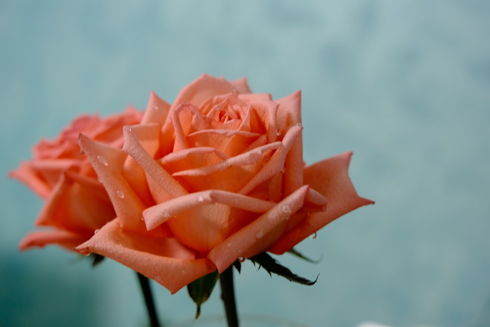 orange rose in bloom during daytime