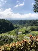 Wide shot of lush green rice terraces under a soft daylight sky.