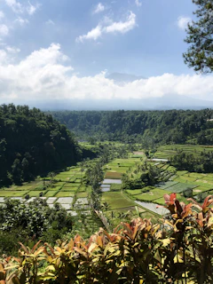 Lush green rice terraces in Ubud stretching into the distance under a clear blue sky.