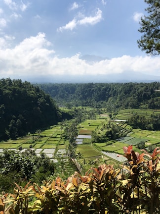 Wide shot of lush green rice terraces under a soft daylight sky.